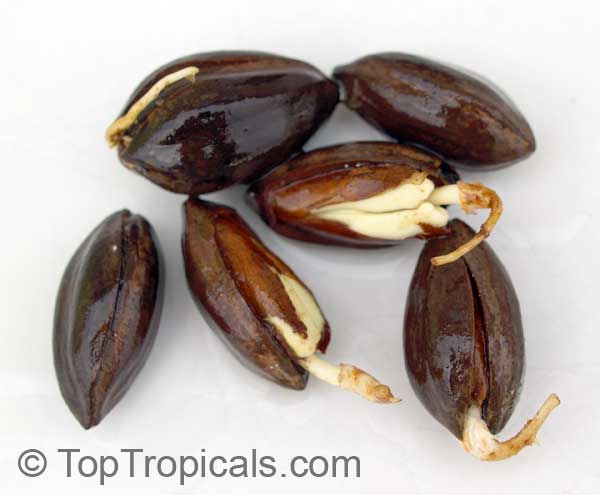 کاناریوم اودونتوفیلوم